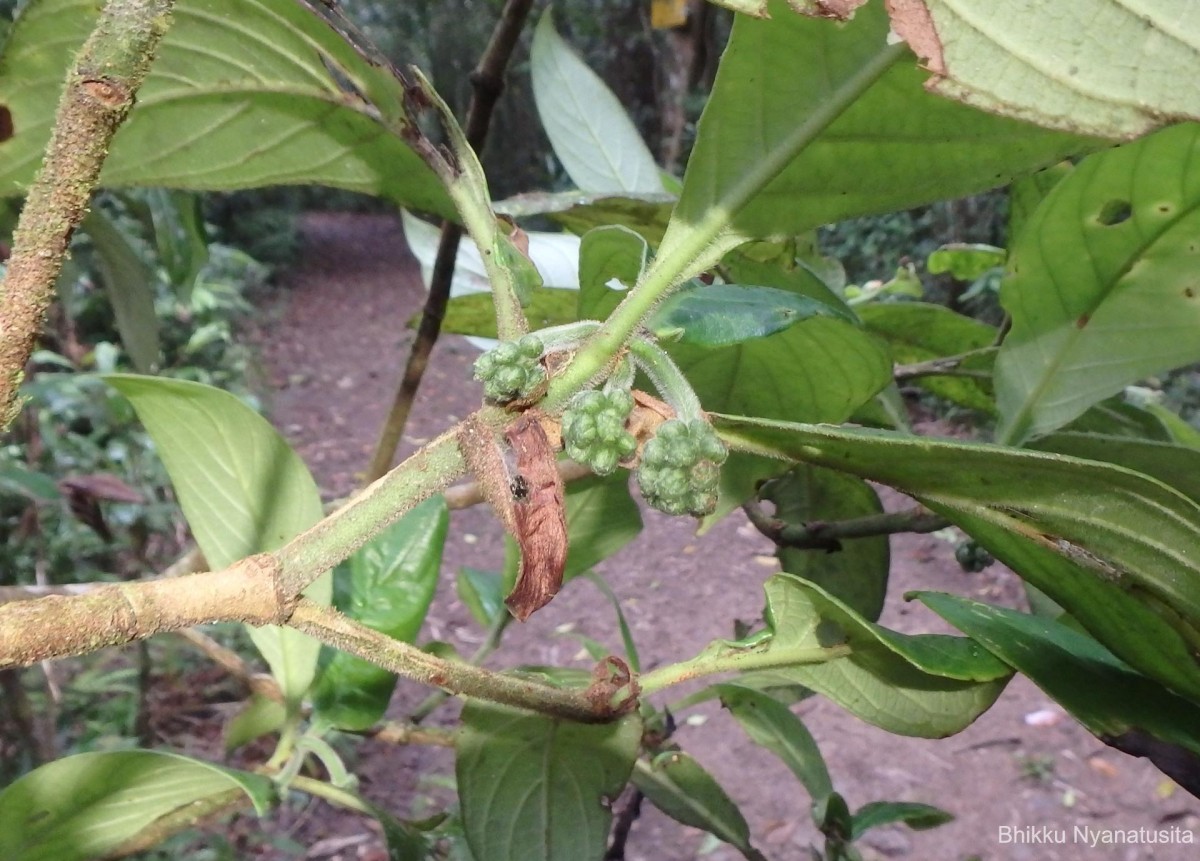 Psychotria dubia var. dubia (Wight) Alston